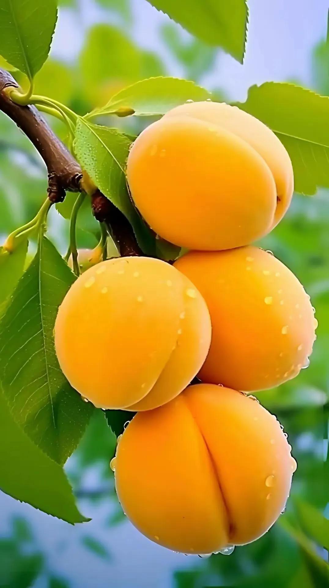 水果摆盘硕果累累,硕果累累新奇特水果挂满枝头