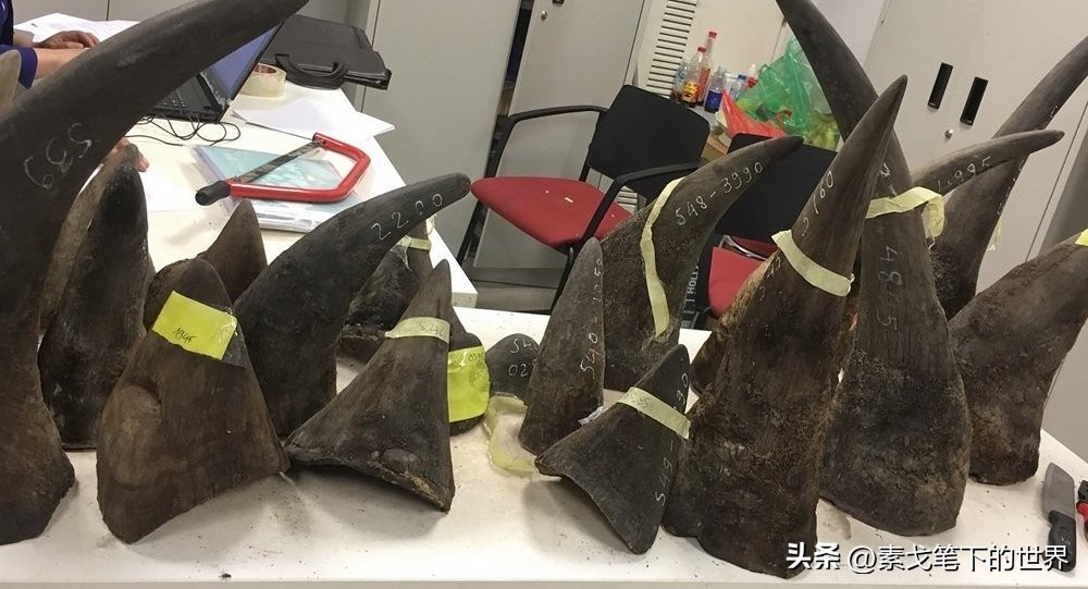 收入水平影响犀牛角消费偏好：野生与半野生犀牛角更受青睐