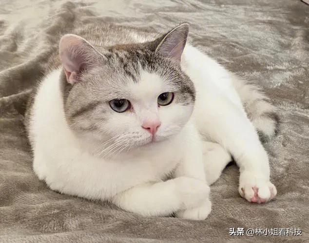 男子用小刀割断猫咪尾巴被抓了吗,男子割断猫咪尾巴后续