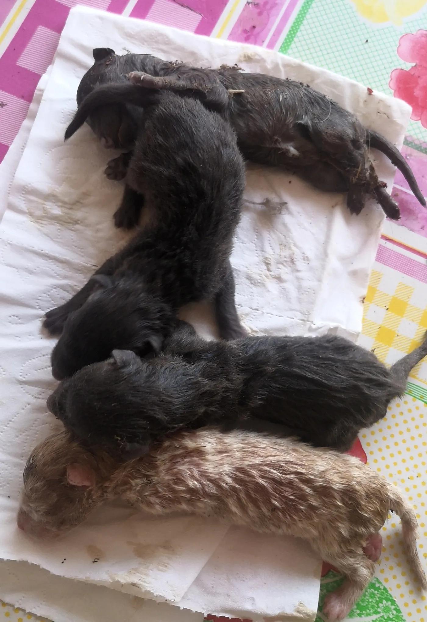 舍命产子,舍命产子靠谱吗