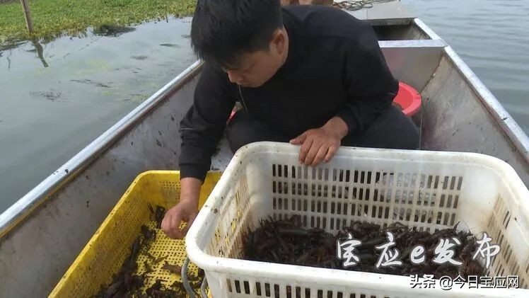 扬州宝应小龙虾养殖场,淮安5000亩小龙虾养殖