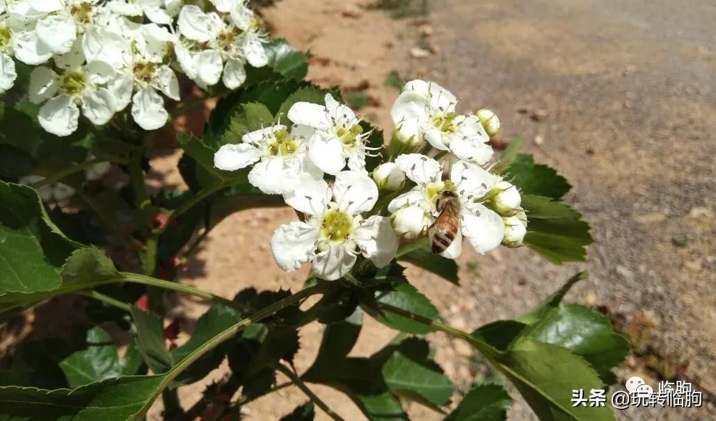 王兴汉从事蜂业小传