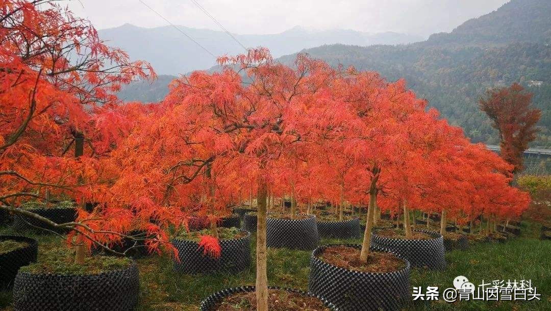 秋枫八角枫,八角枫与秋枫