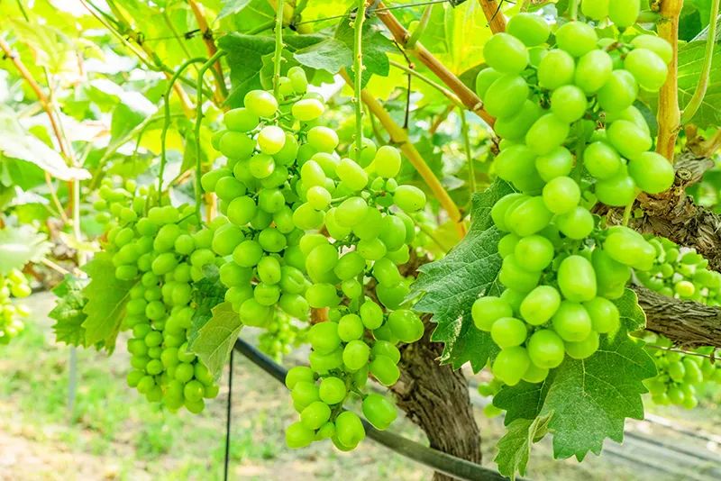 有颜值有内涵人居环境,有颜有格调有料有品质