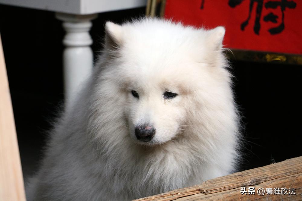 萨摩耶被扔下楼要判多久,萨摩耶被打死后续