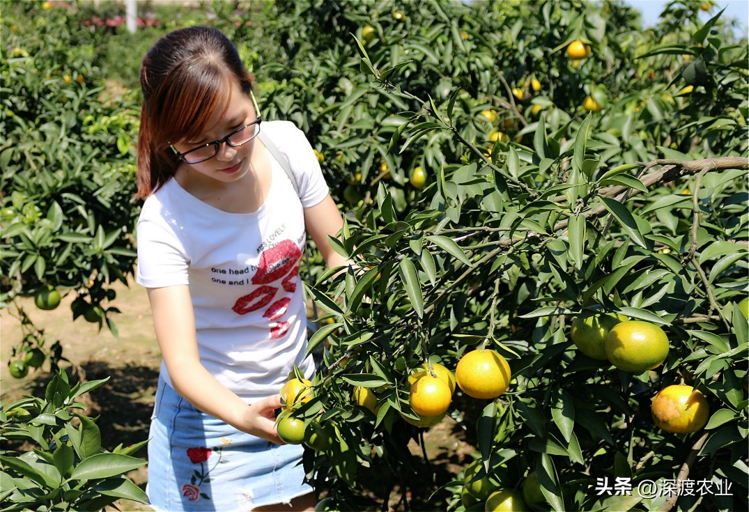 柑橘树病虫害防治与管理,柑橘树病虫害防治与用药