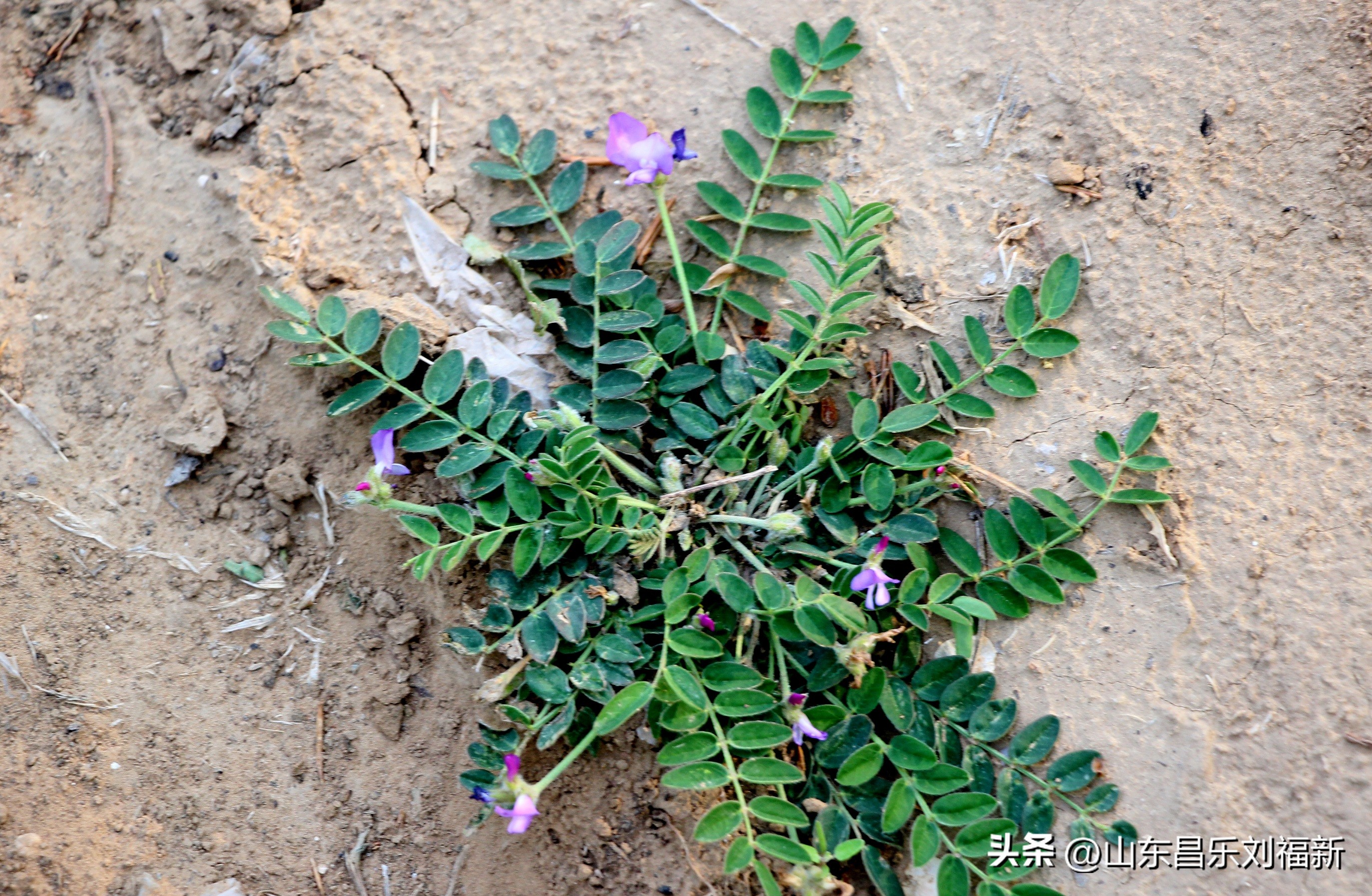洋槐花·万马奔腾电器·鄌郚医院贴膏药