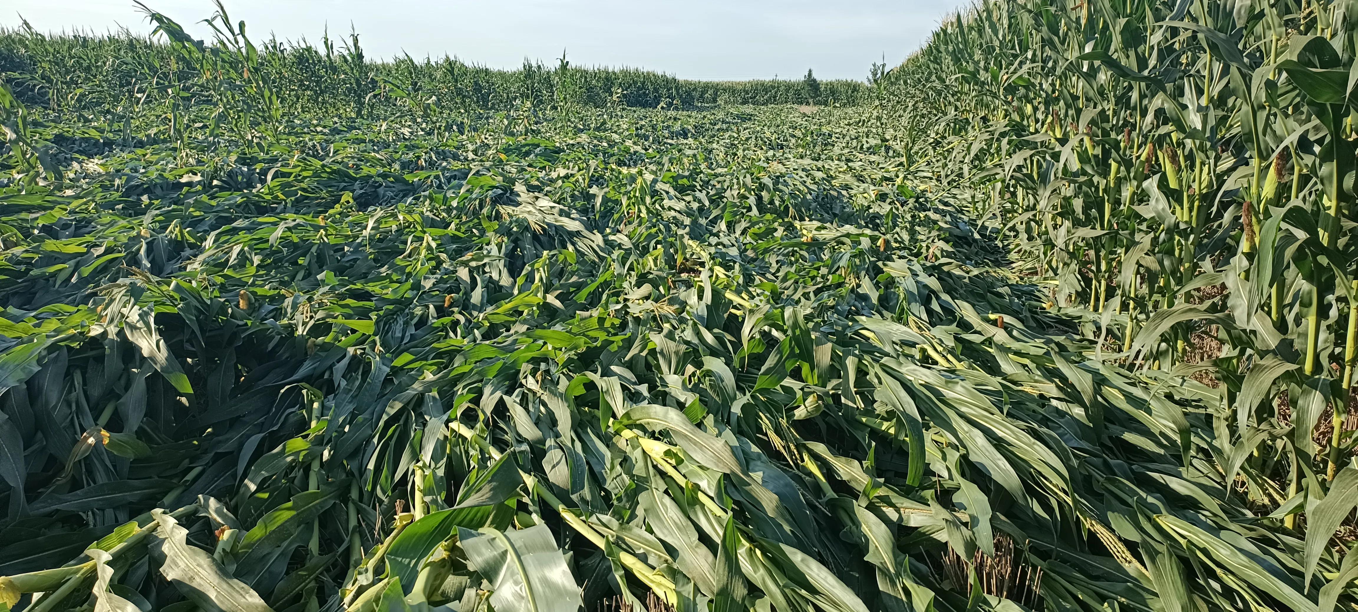 包30亩地种粮食能挣多少钱,农村包田种粮食赚钱吗