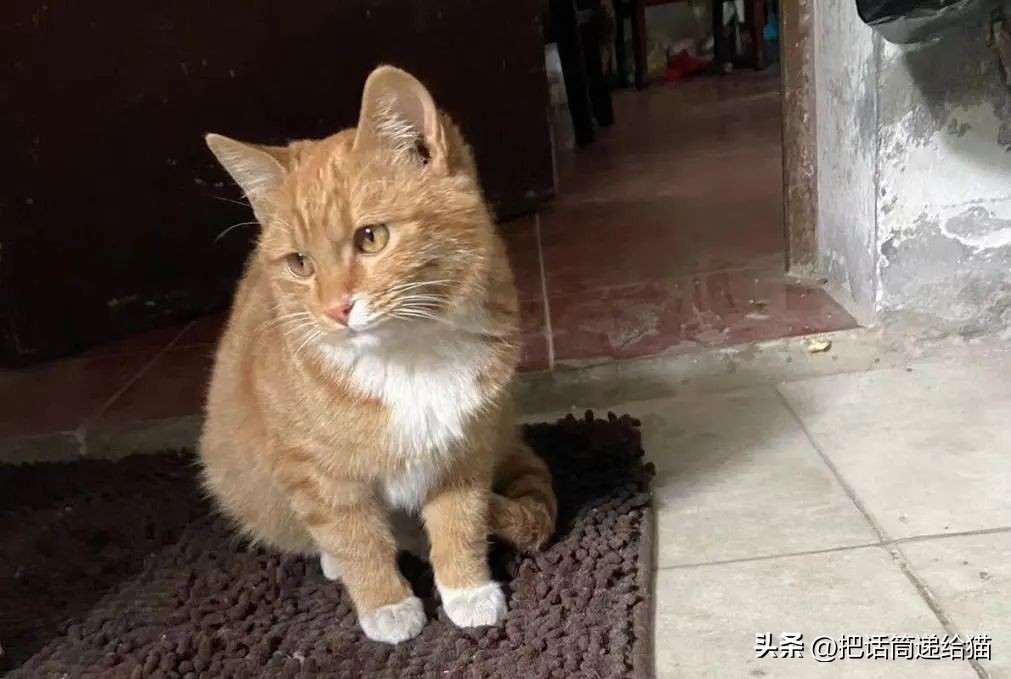 江苏偷猫事件,偷猫人被抓新闻