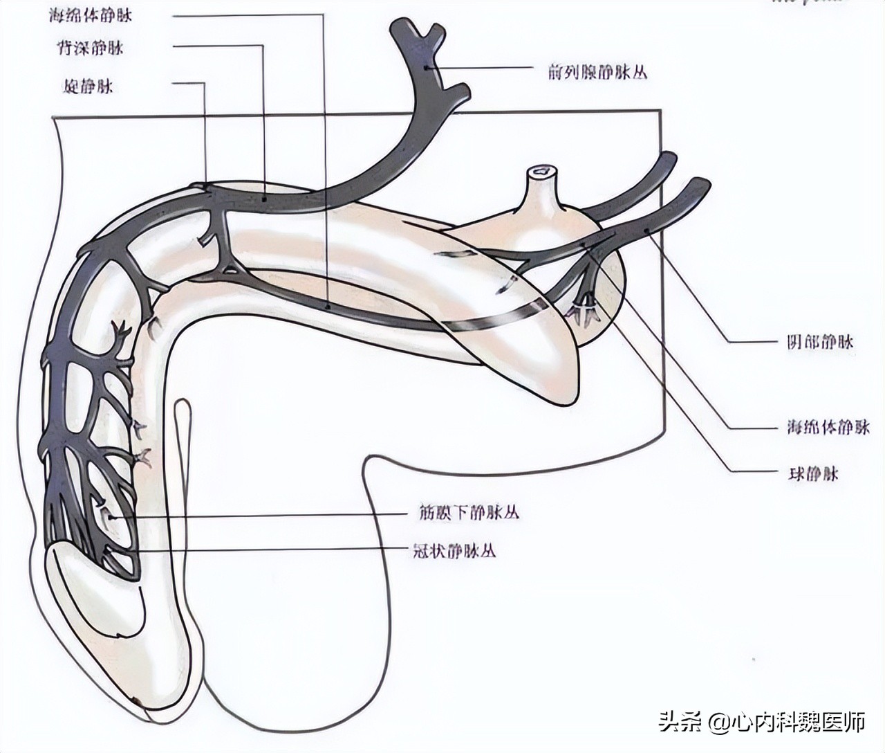 长期服降压药对男性有影响吗,长期吃降压药对男性有影响