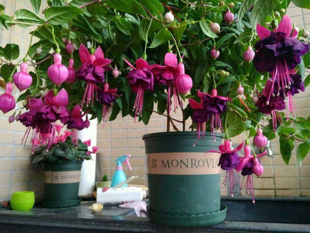 百花齐放春意浓群芳争艳,百花齐放喜迎新春