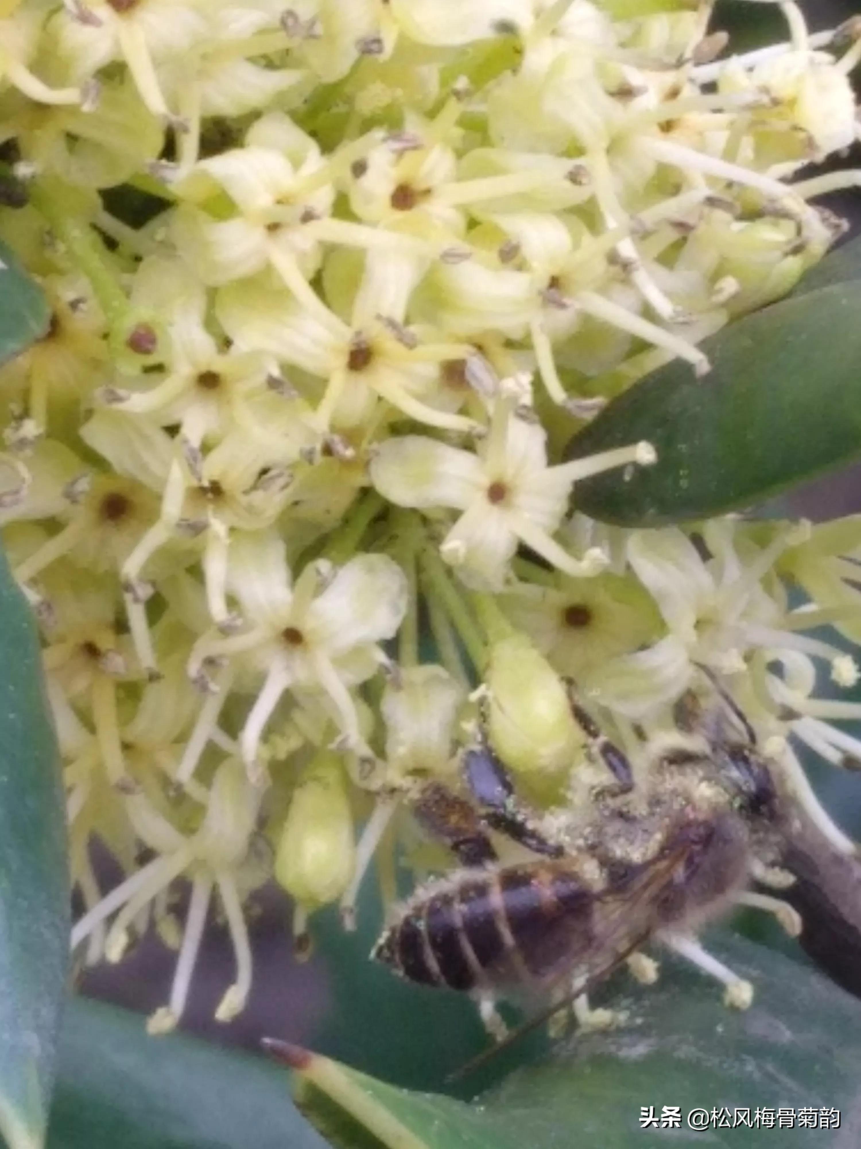 猫儿刺花香,猫儿刺为什么开花不结果