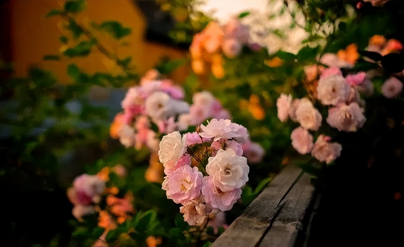 描写花影的诗词,带有花影诗句