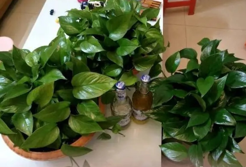 绿萝这样浇水不黄叶不烂根,教你几个小技巧让绿萝枝繁叶茂