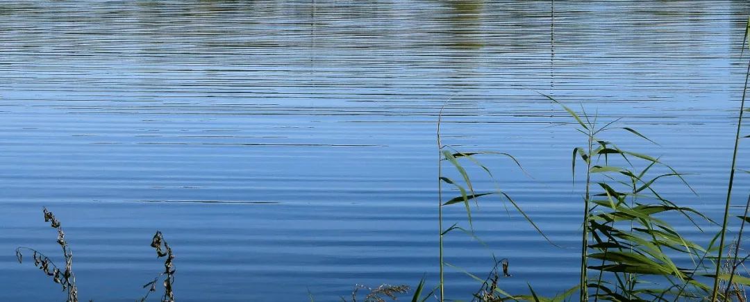 草鱼指环虫问题，苗种成鱼都高发！要知道一个必要，一个重要