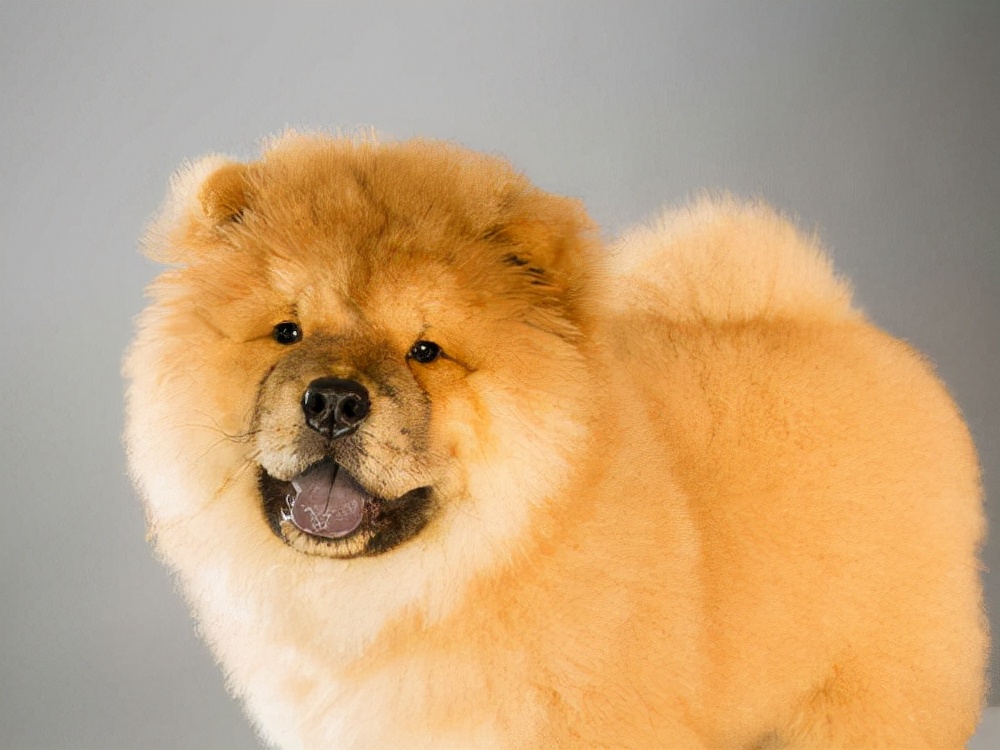 世界最贵的十大犬种,世界上最贵的犬种排行榜