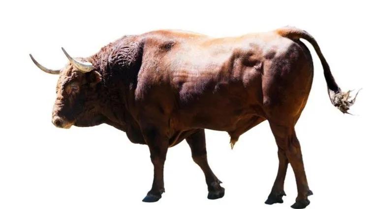 《柳崖外编》奇异怪物四则：鼷鼠、我有油、和合草、冬虫夏草