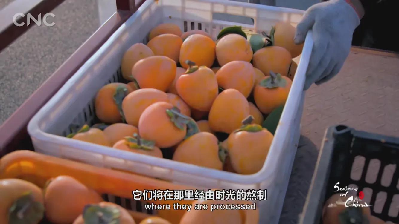 霜降有好柿，橘红色“灯笼”的变形记