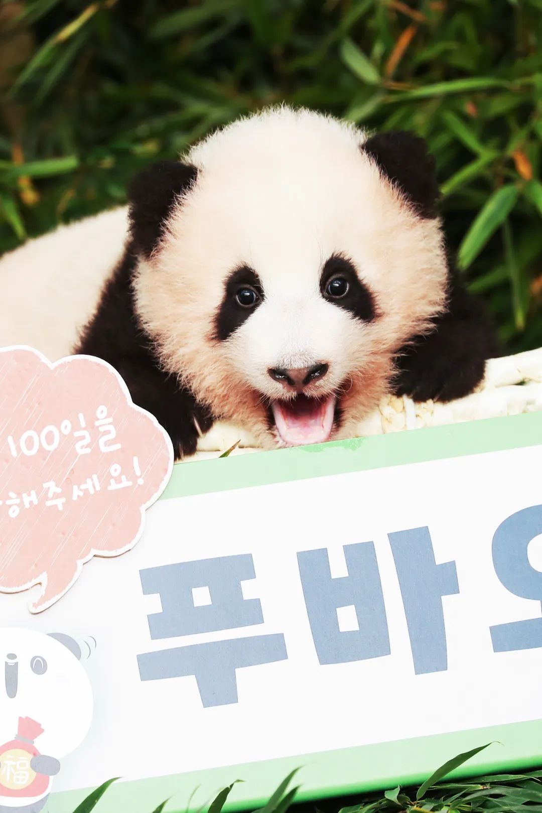 我真的太爱熊猫了，难不成上辈子是根竹子？