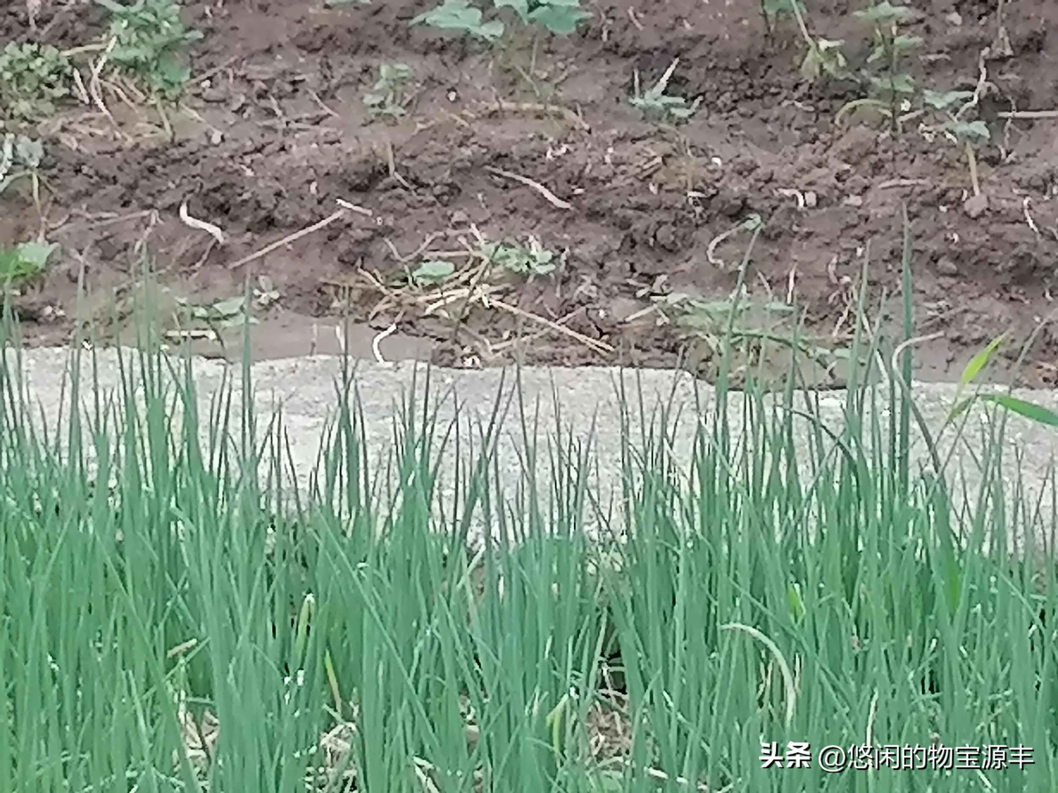 我的老父亲完整版,我的老父亲歌曲