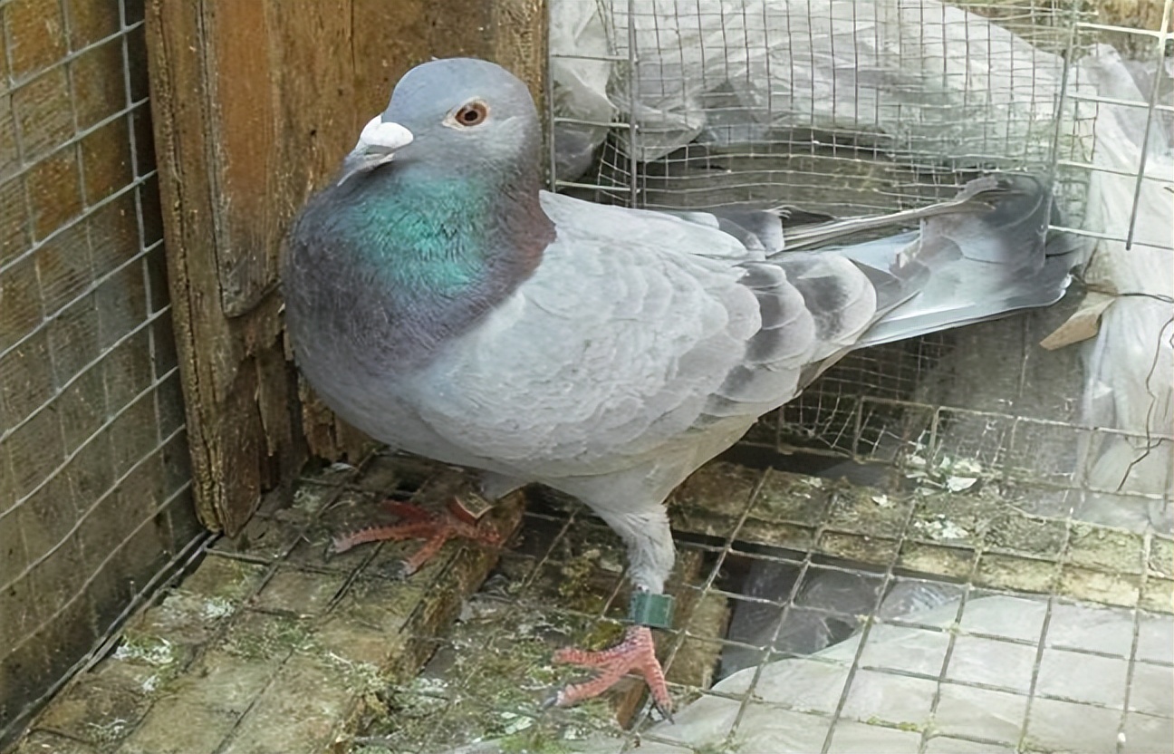 鸽子甩食呕吐拉稀怎么治疗,鸽子肠道治疗的办法