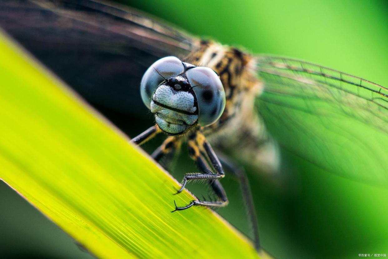 蜻蜓有哪些习性和知识呢,蜻蜓为什么会飞以后就不能下水了