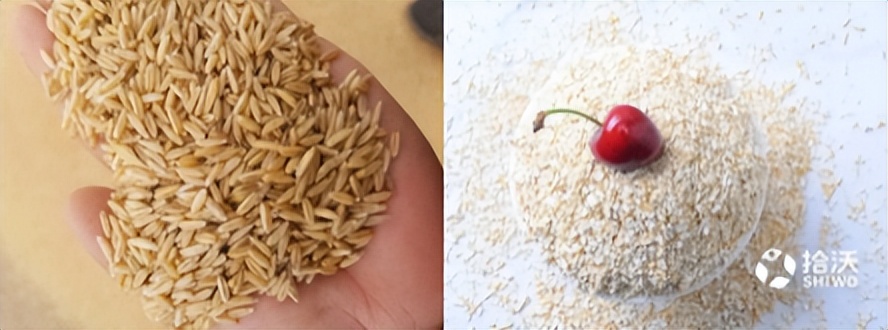 不吃淀粉和糖类食物可以减肥吗,减肥不吃淀粉和糖吃什么