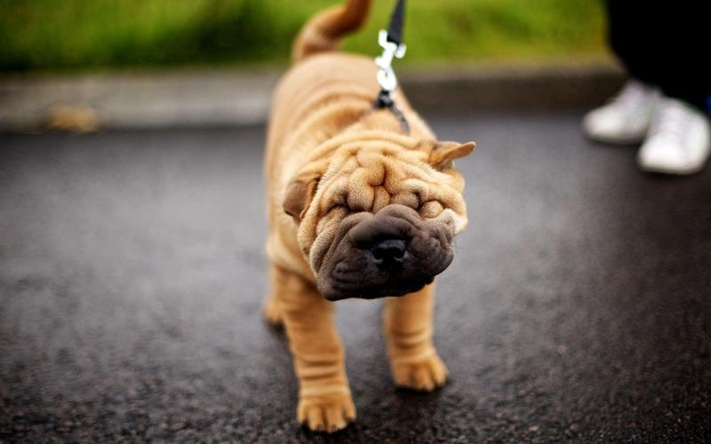 这四种狗味道是最臭的你还养吗,最臭的五种狗排名