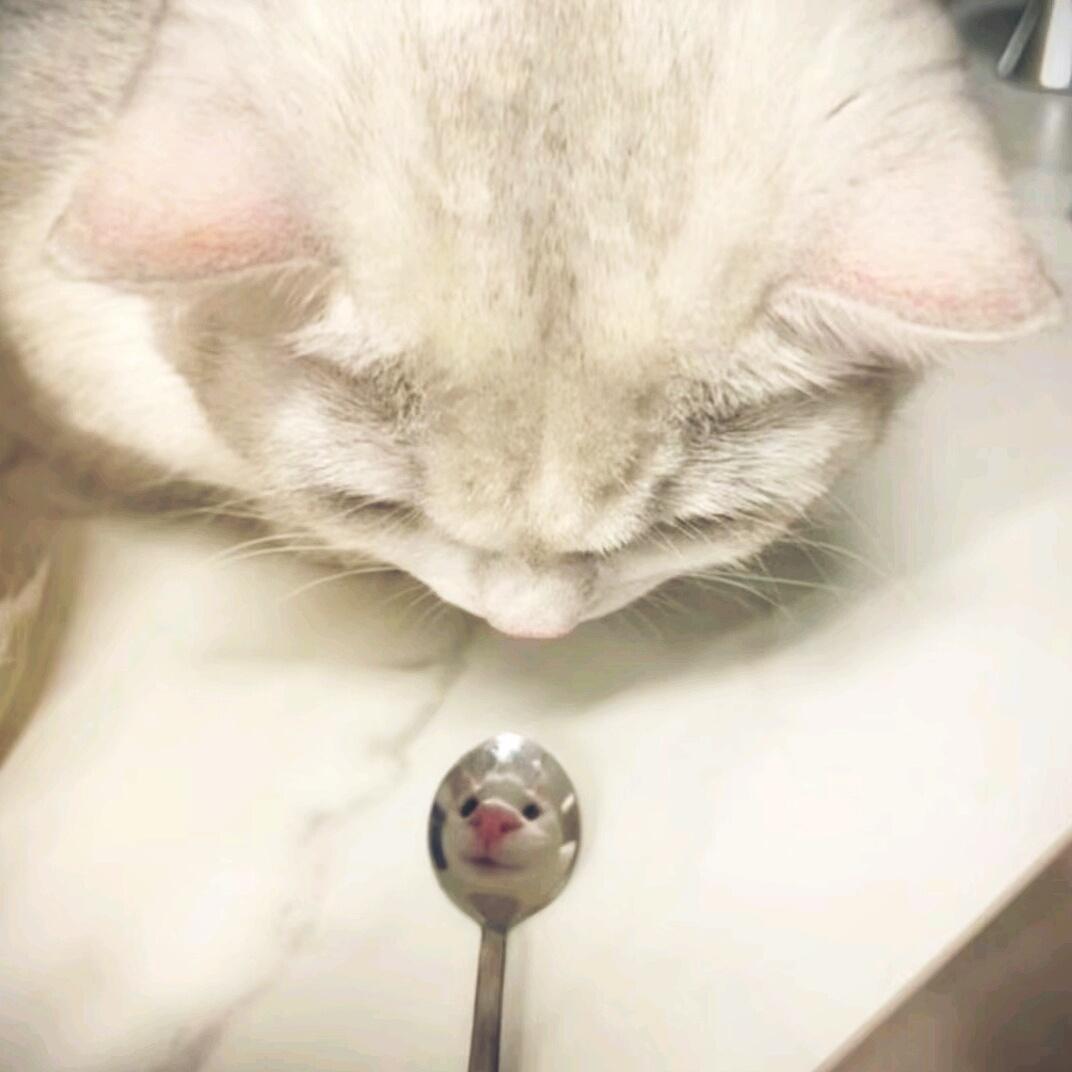 萌萌小猫头像大全可爱,动物头像猫咪可爱