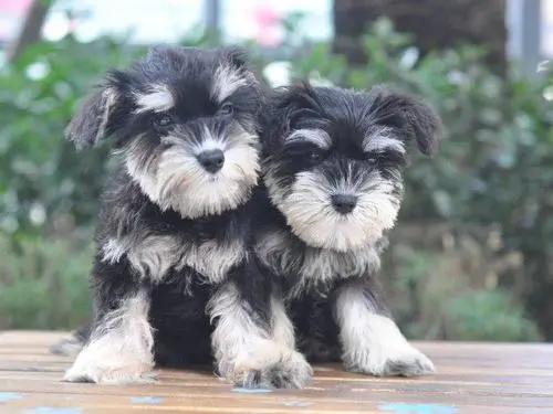 雪纳瑞怎么判断发情期,怎么判定雪纳瑞发情