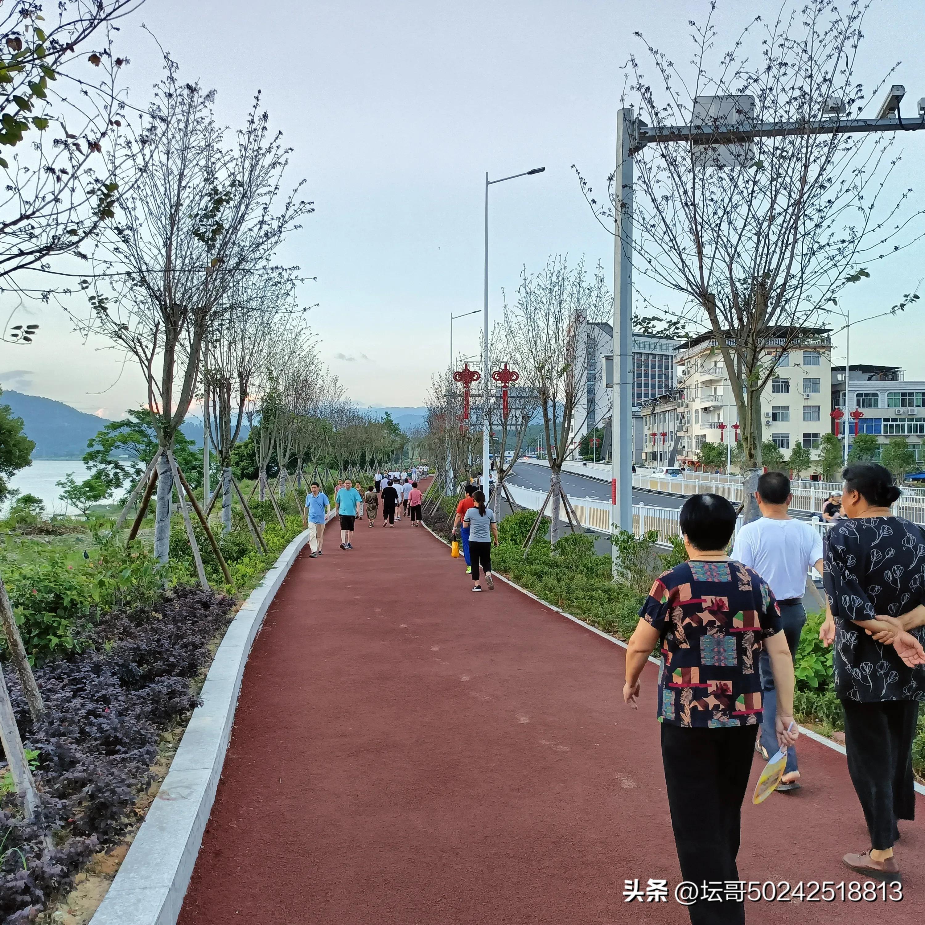 赛岐凤尾鱼价格,赛岐凤尾鱼