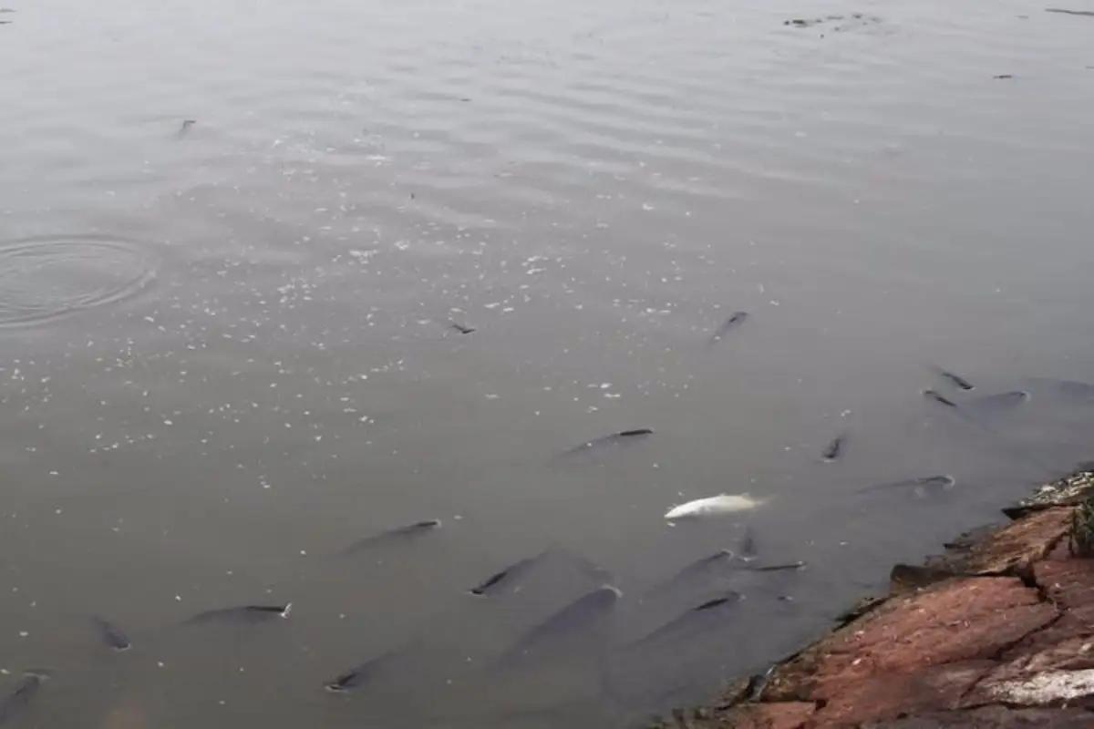 鱼跳出水面是地震前兆吗,鱼浮出水面是地震前兆吗