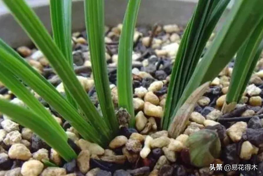 兰花上盆如何避免空根生长,兰花开始开花怎么养护好看