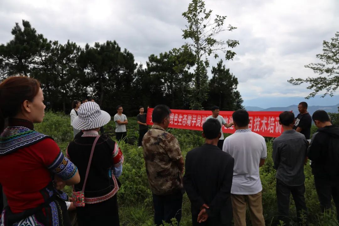 小魔芋成为村里致富新魔力,成县魔芋产业致富增收显魔力