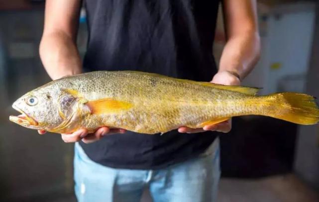 一网捕获4000多斤野生大黄鱼,浙江宁波捕获4000斤大黄鱼