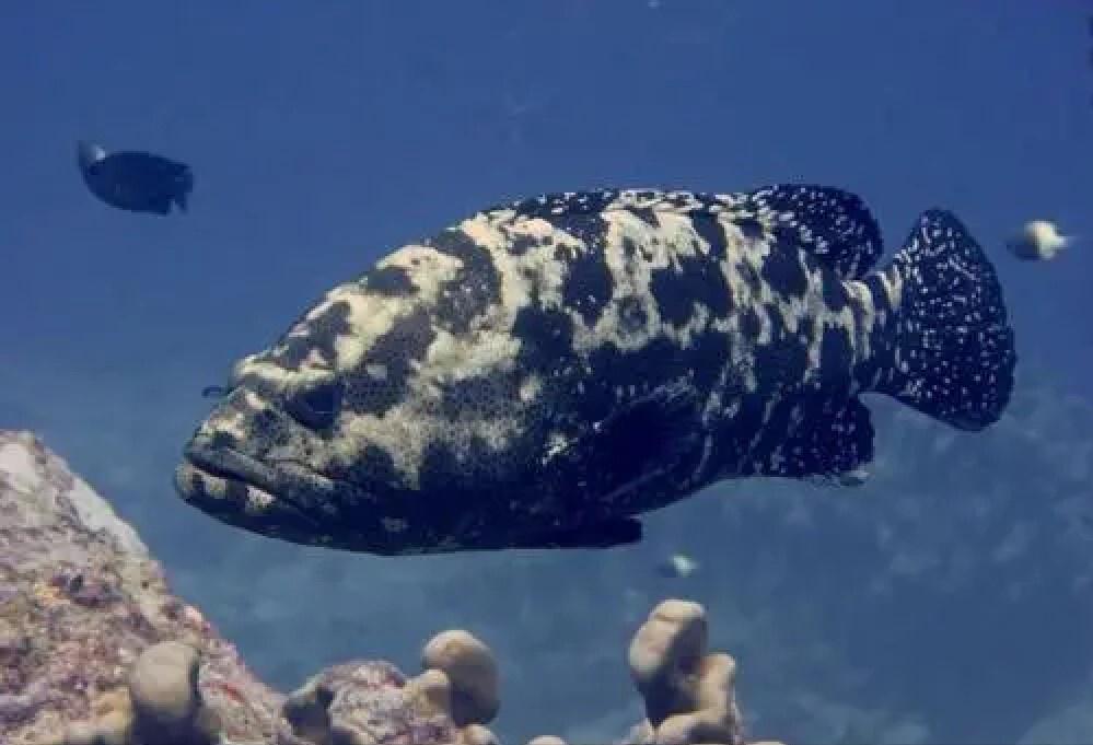 大连渔业发展,大连有多少种鱼类