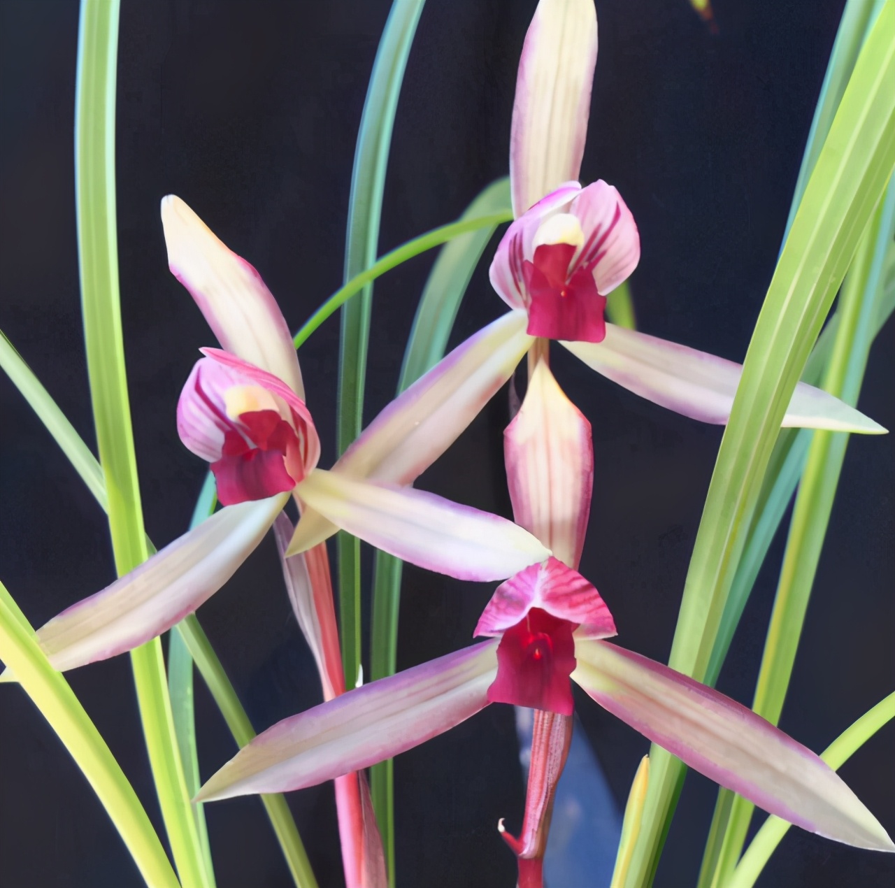 滇红素兰花新芽颜色,云南滇红兰