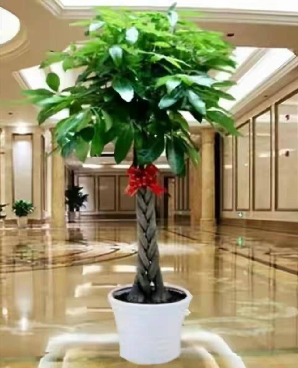 四种镇宅之花,100种镇宅花卉大全