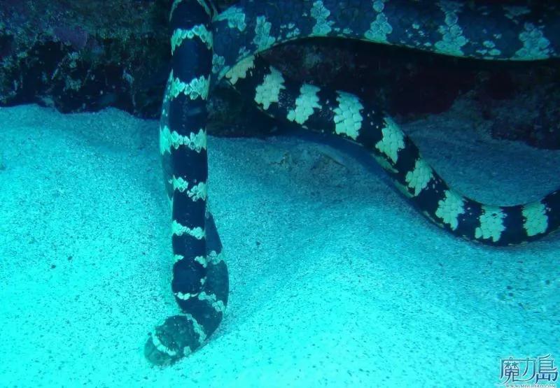 世界十大毒物动物,世界十大毒物排行榜的视频