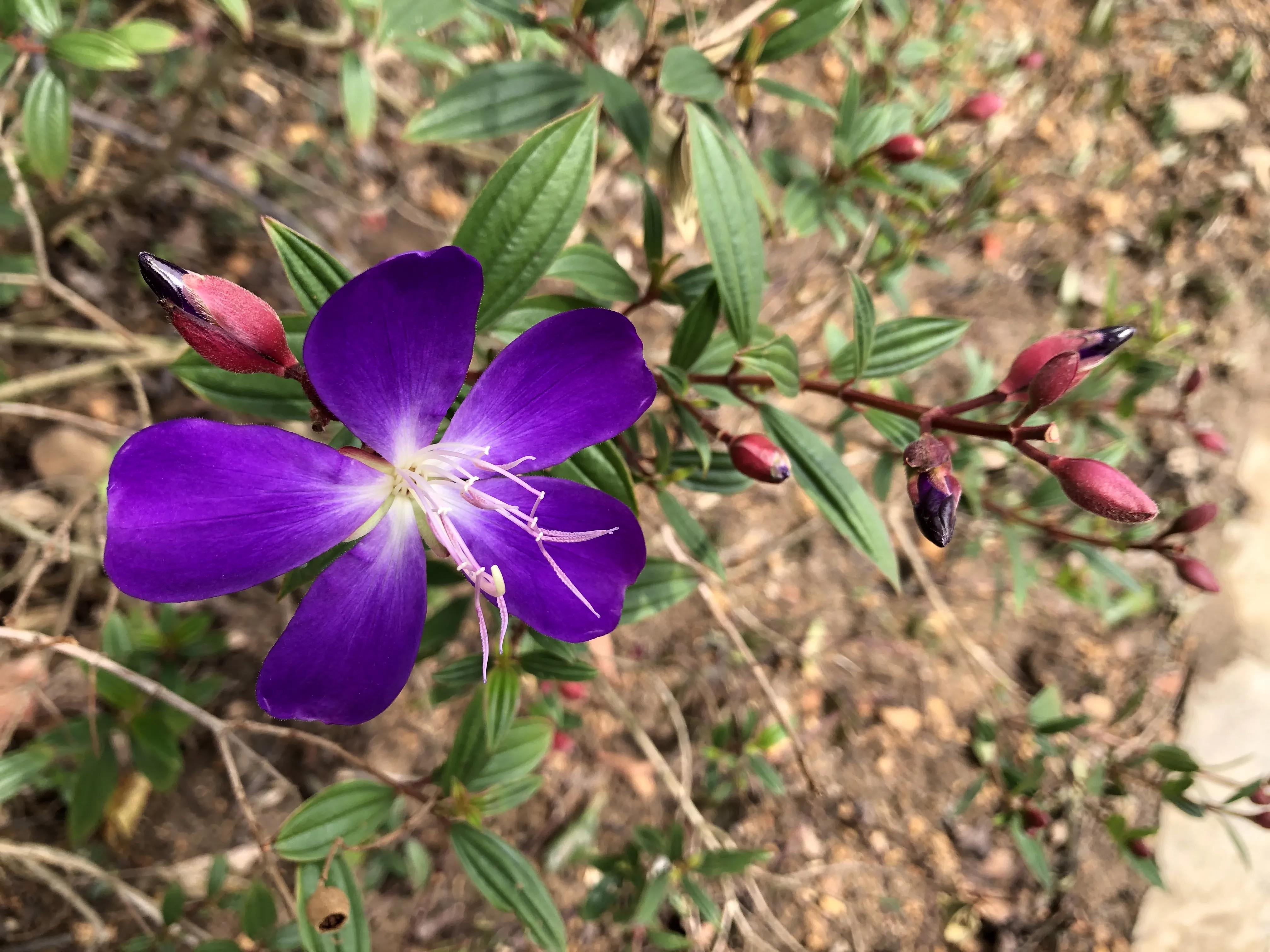 赏花旅游种什么花,春季去公园踏青上百种花让人眼花