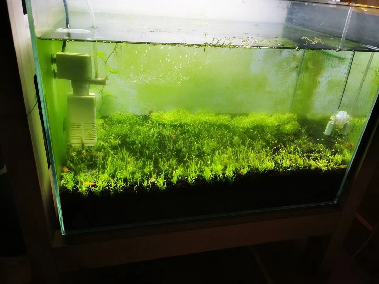 七彩水草缸怎么抑制藻类,水草缸怎么治疗水霉