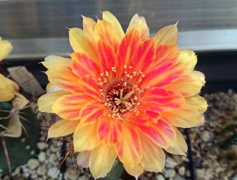 200种·仙人球开花图鉴，大开眼界，美到爆