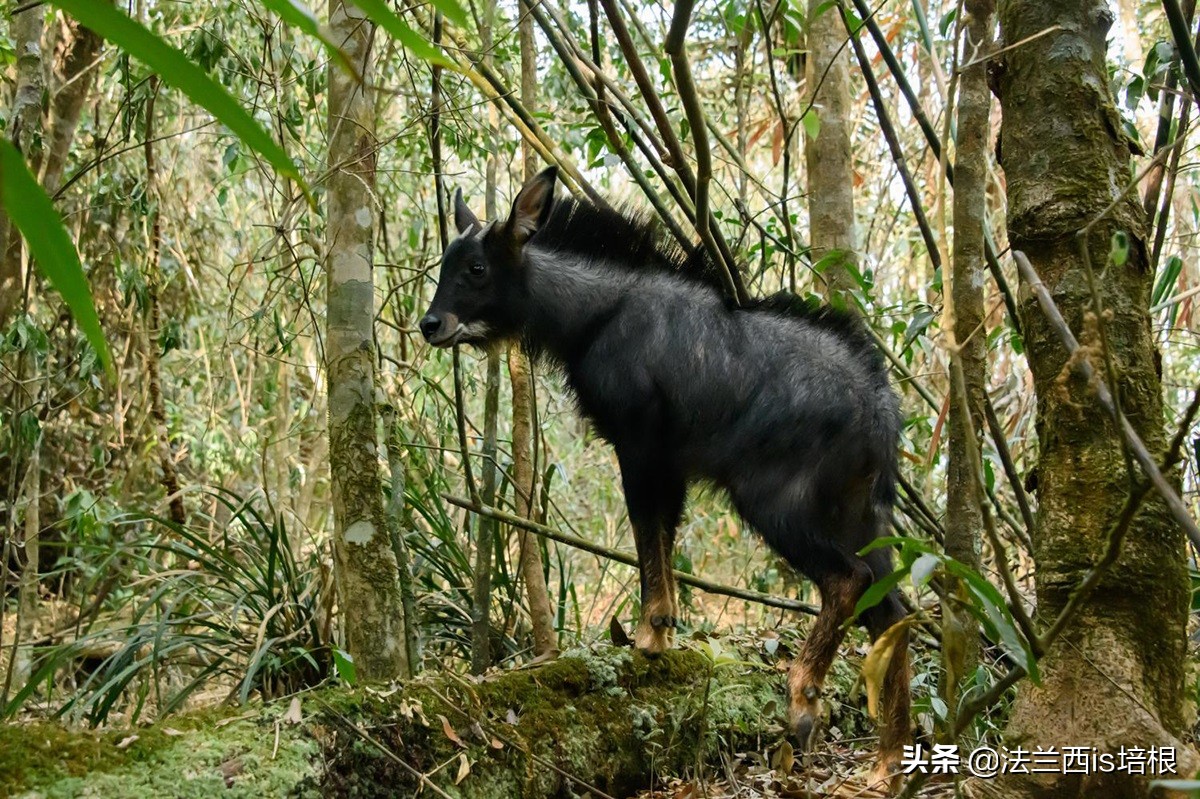 罕见的天马神兽,惊现野生神兽视频