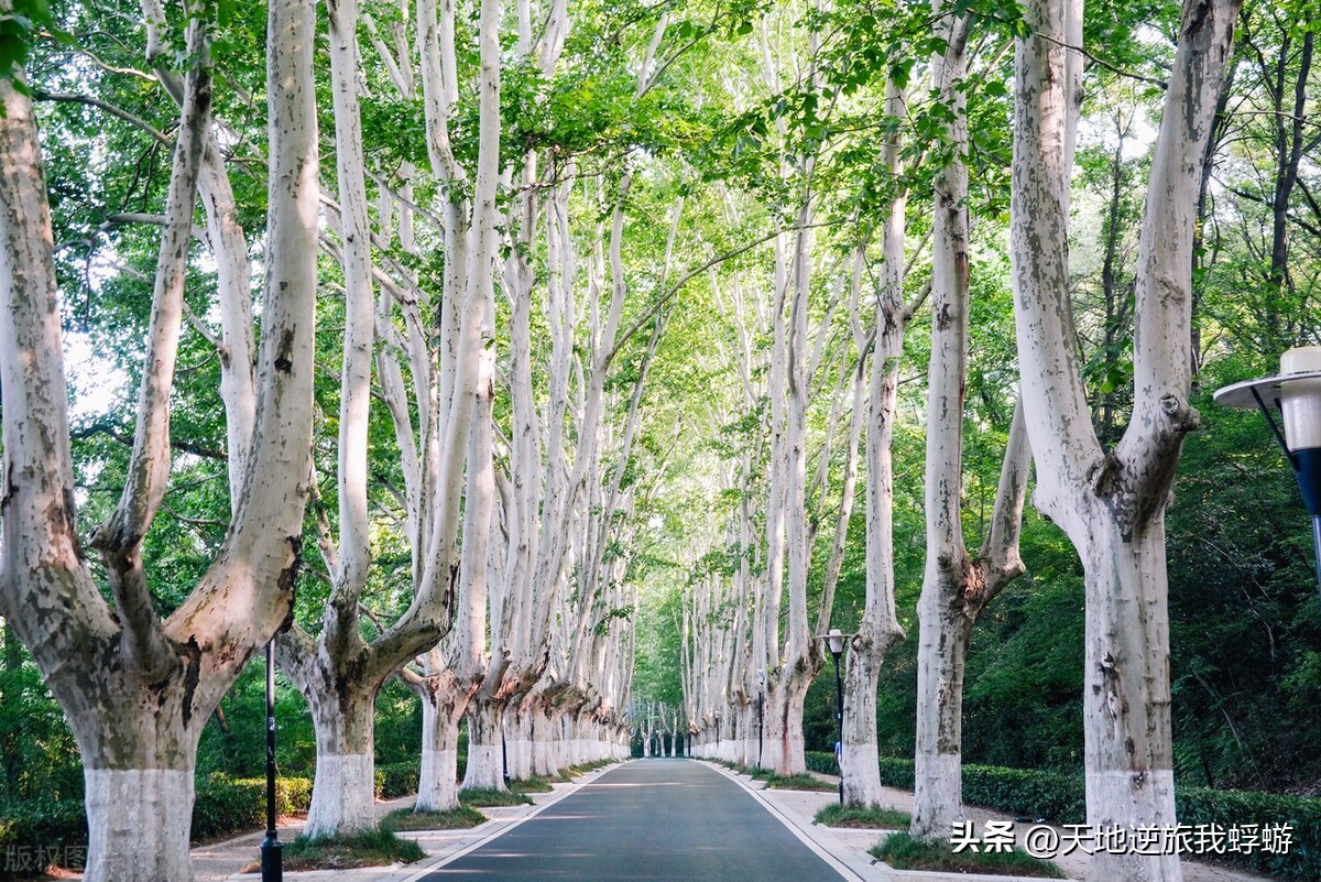 南京自由行旅游攻略秦淮河,南京六朝古都自由行攻略