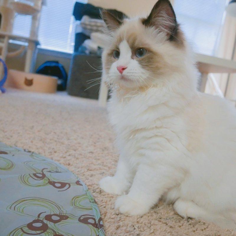 素力高猫粮好还是纽翠斯好,素力高猫粮美版好还是加版好