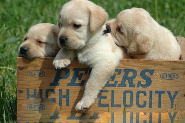 怎么训练拉布拉多狗狗定点大小便,拉布拉多好训练还是金毛好训练