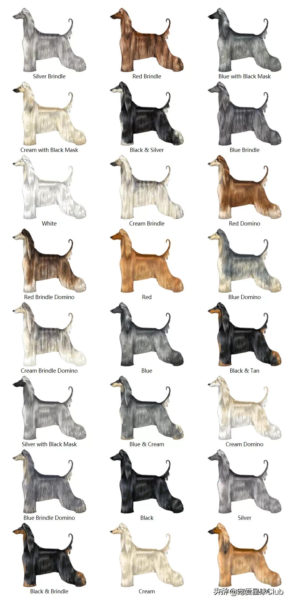 最高贵的狗阿富汗猎犬,最高贵的阿富汗猎犬