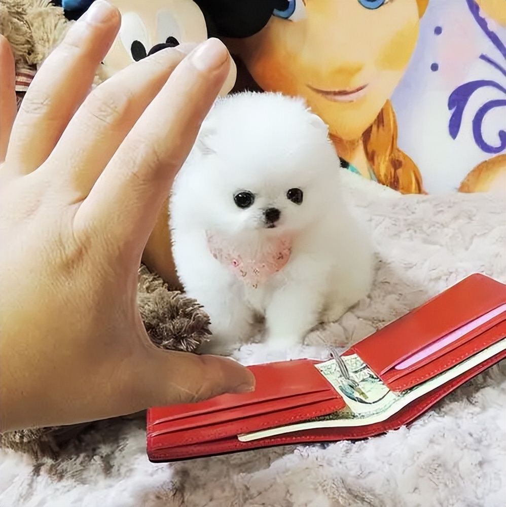 茶杯犬的来历很惨的不建议养,畸形约克夏梗茶杯犬