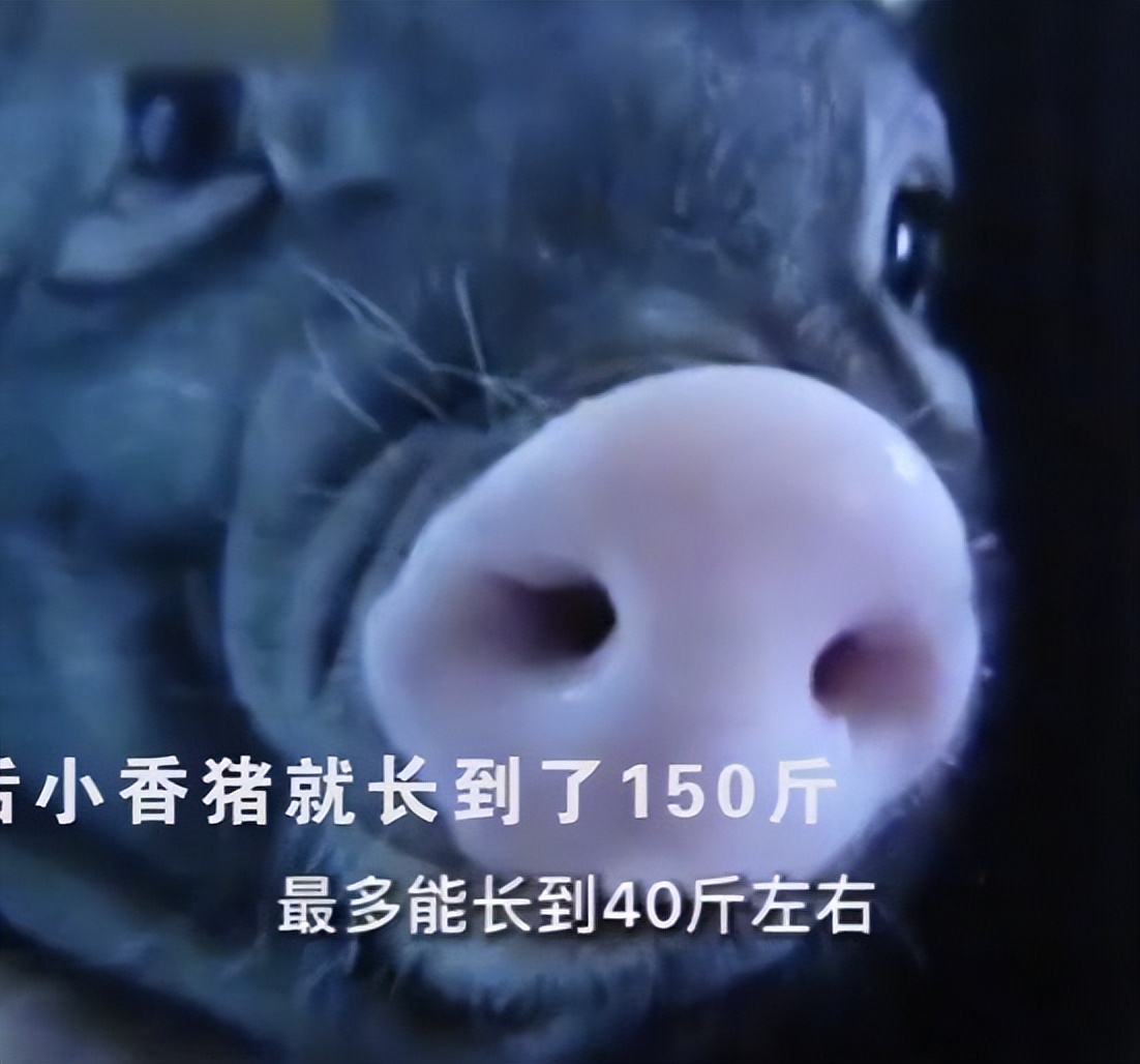 女子网购迷你小香猪,网购迷你小香猪