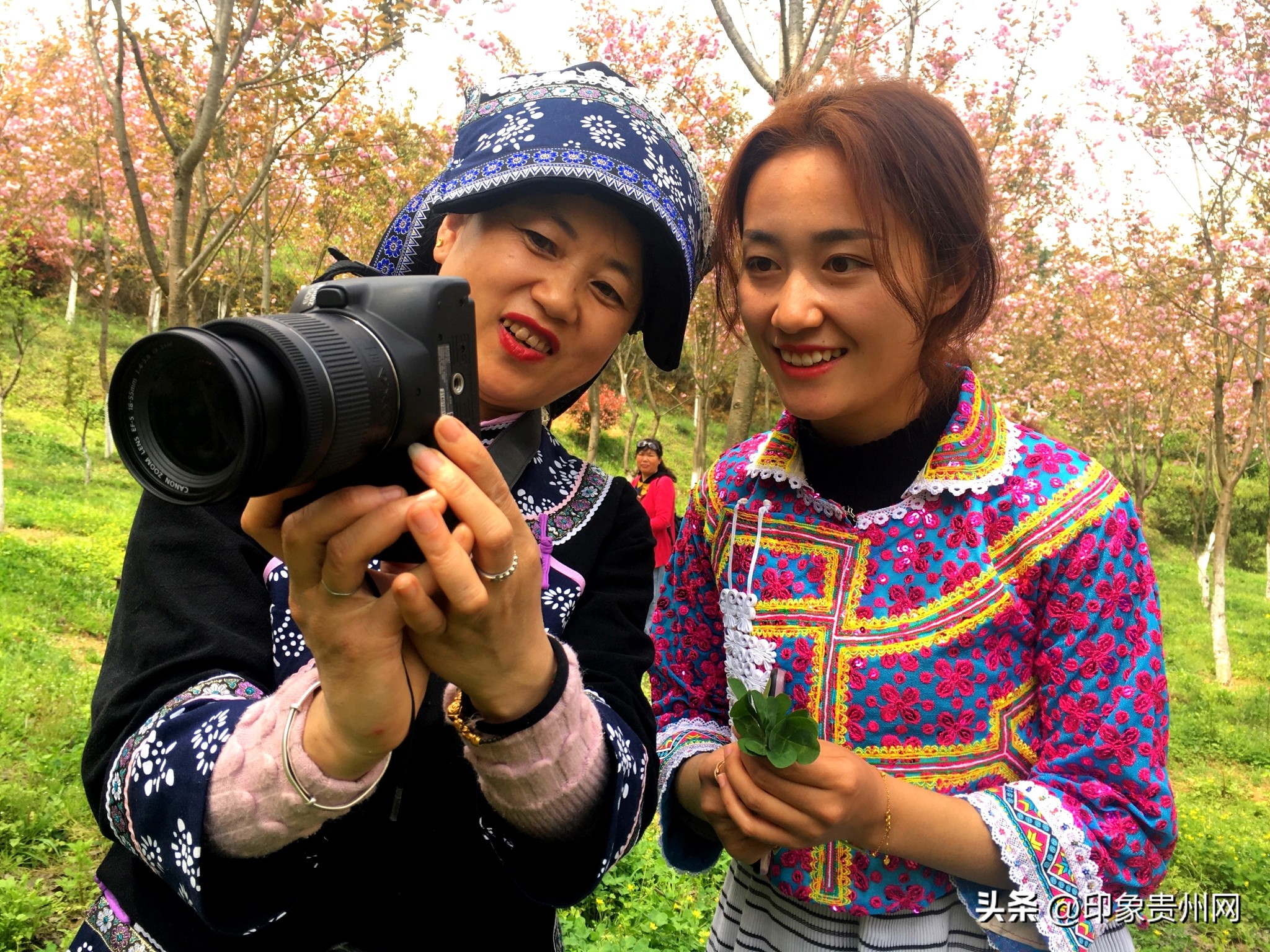贵阳今年最好玩的赏花好去处推荐,贵阳十大赏花地推荐